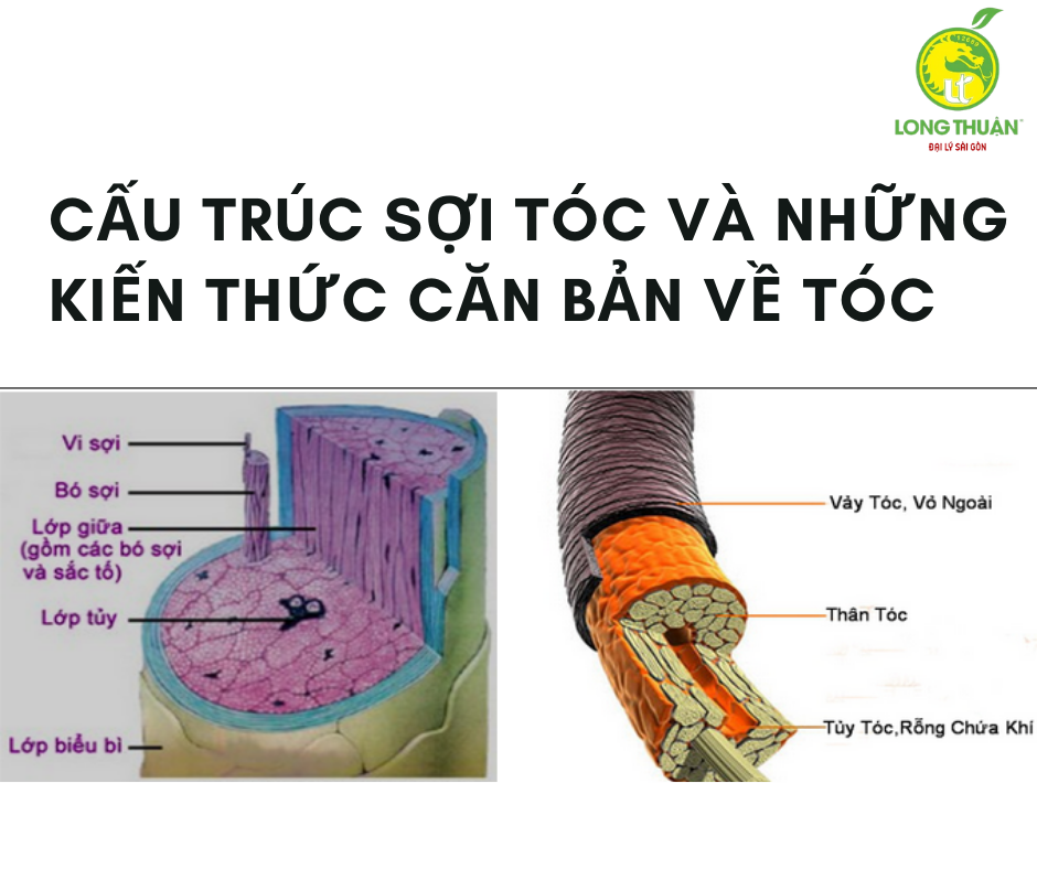 CẤU TRÚC SỢI TÓC VÀ NHỮNG KIẾN THỨC CĂN BẢN VỀ TÓC